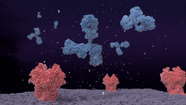Animation of an antibody binding its antigen target